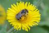 Tetraloniella sp.